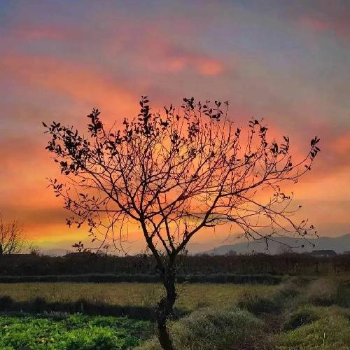  این عباسم دیگه بر نمیداره امشب ما رو ته دره میخوادش